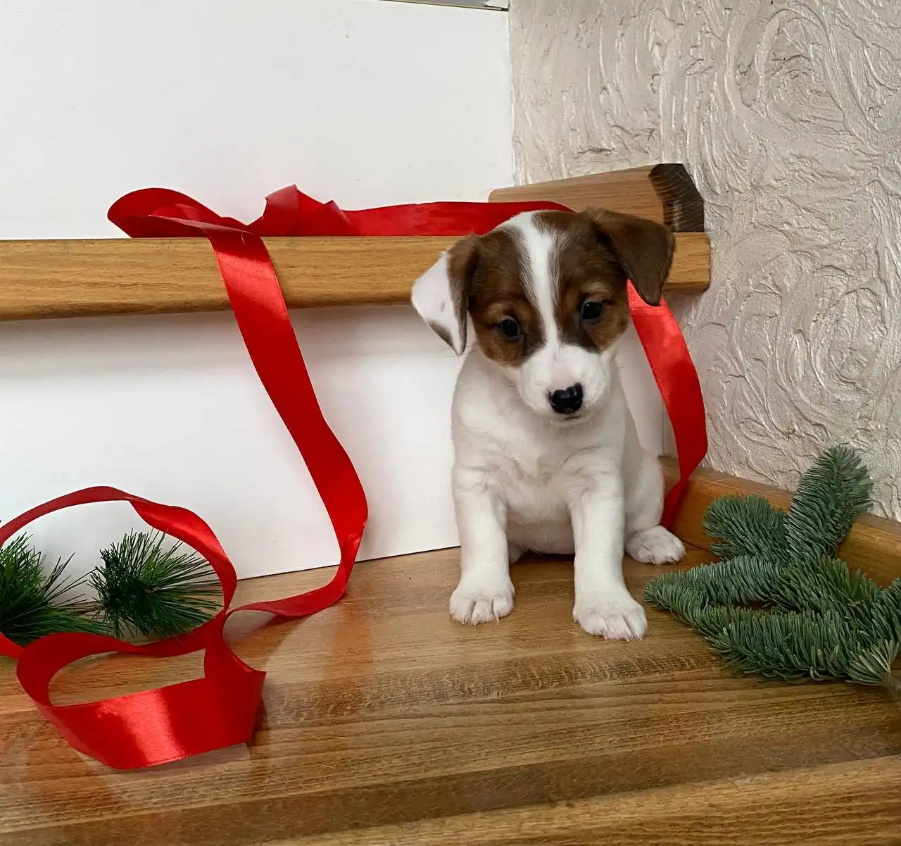 Щенки Джек-Рассел Терьера в Белгороде