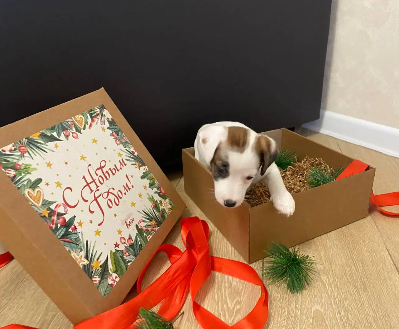 Щенки Джек-Рассел Терьера в Белгороде