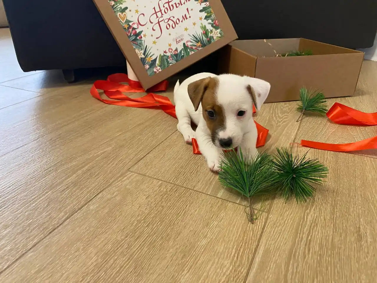 Щенки Джек-Рассел Терьера в Белгороде