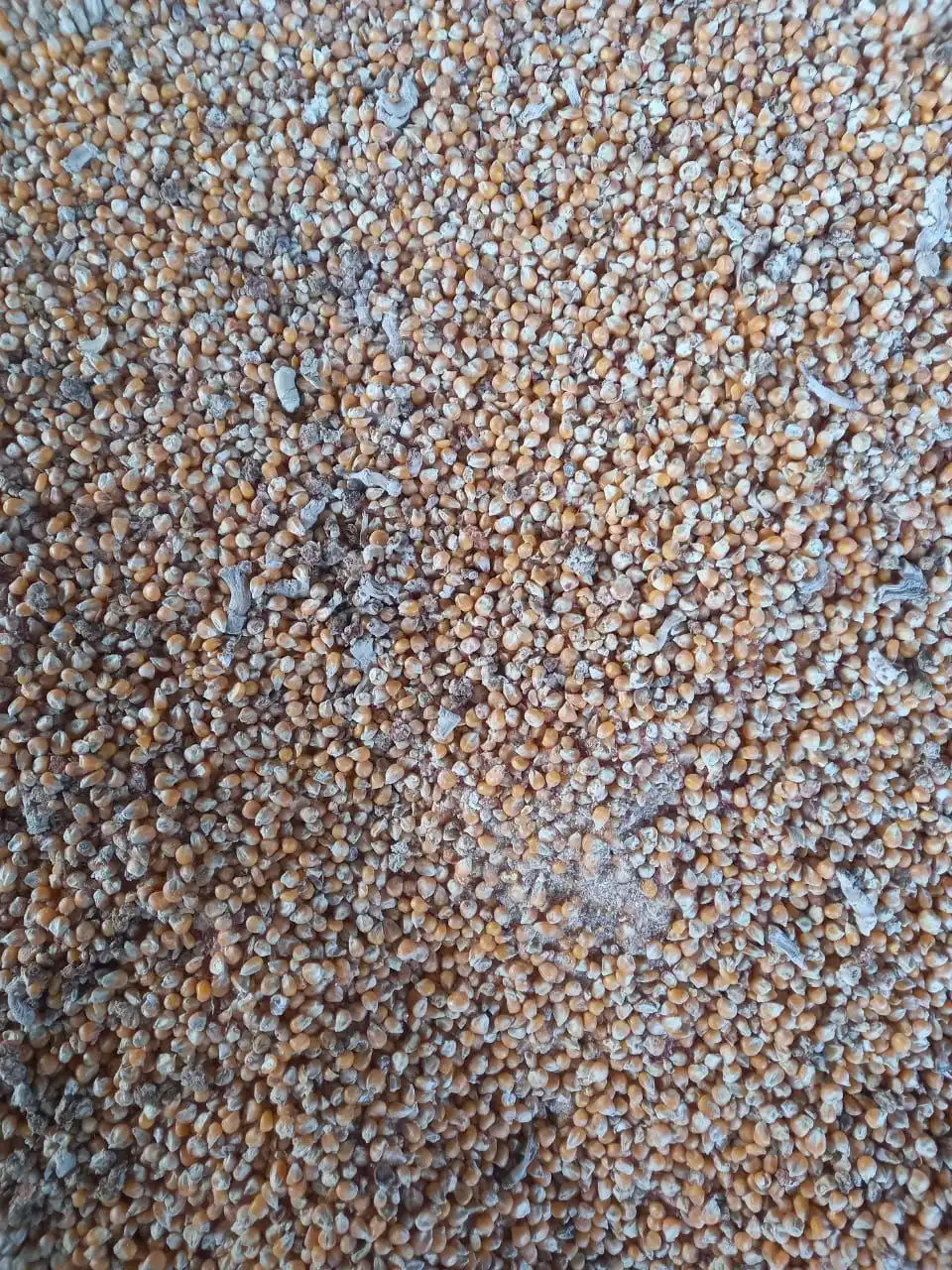 Кукуруза и пшеница в мешках