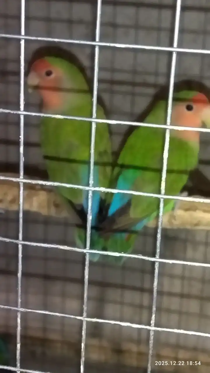 Продажа попугайчиков в Белгороде