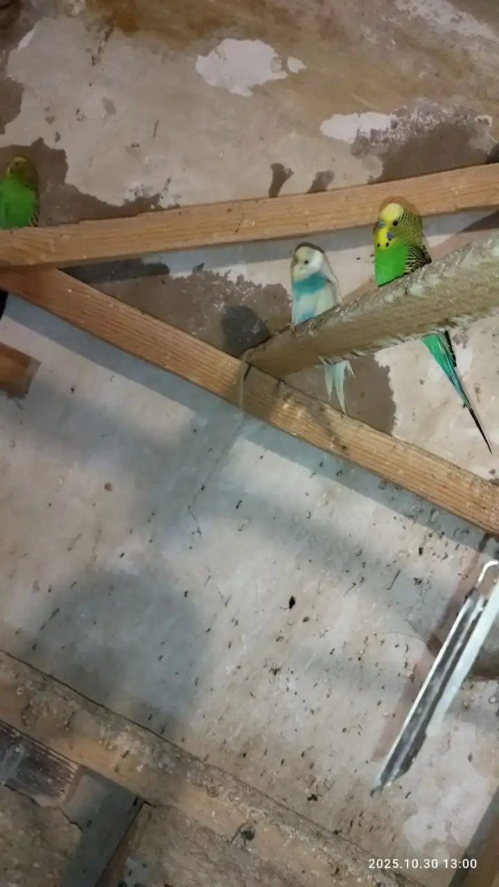 Продажа попугайчиков в Белгороде