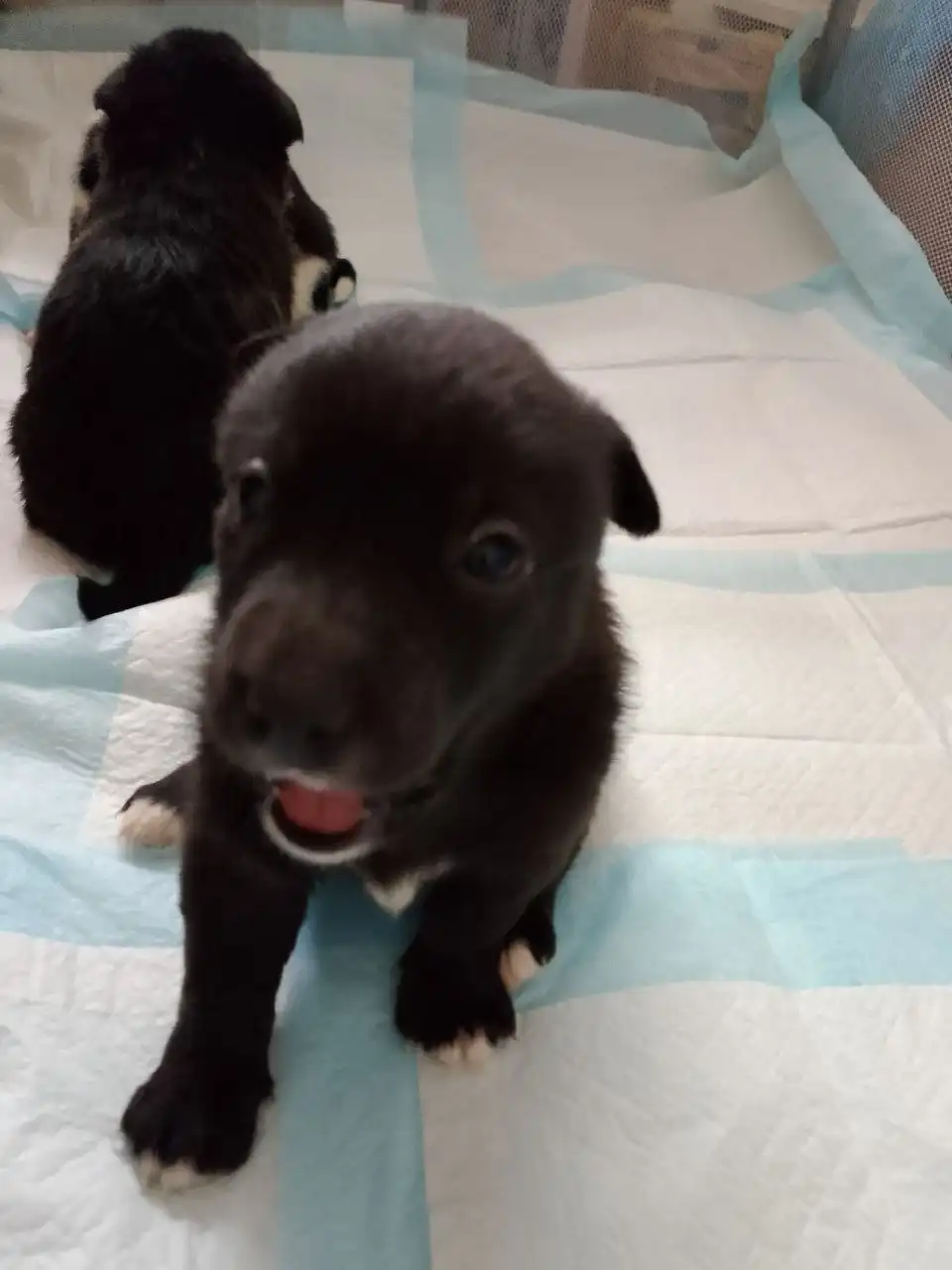 Щенята ищут хозяина