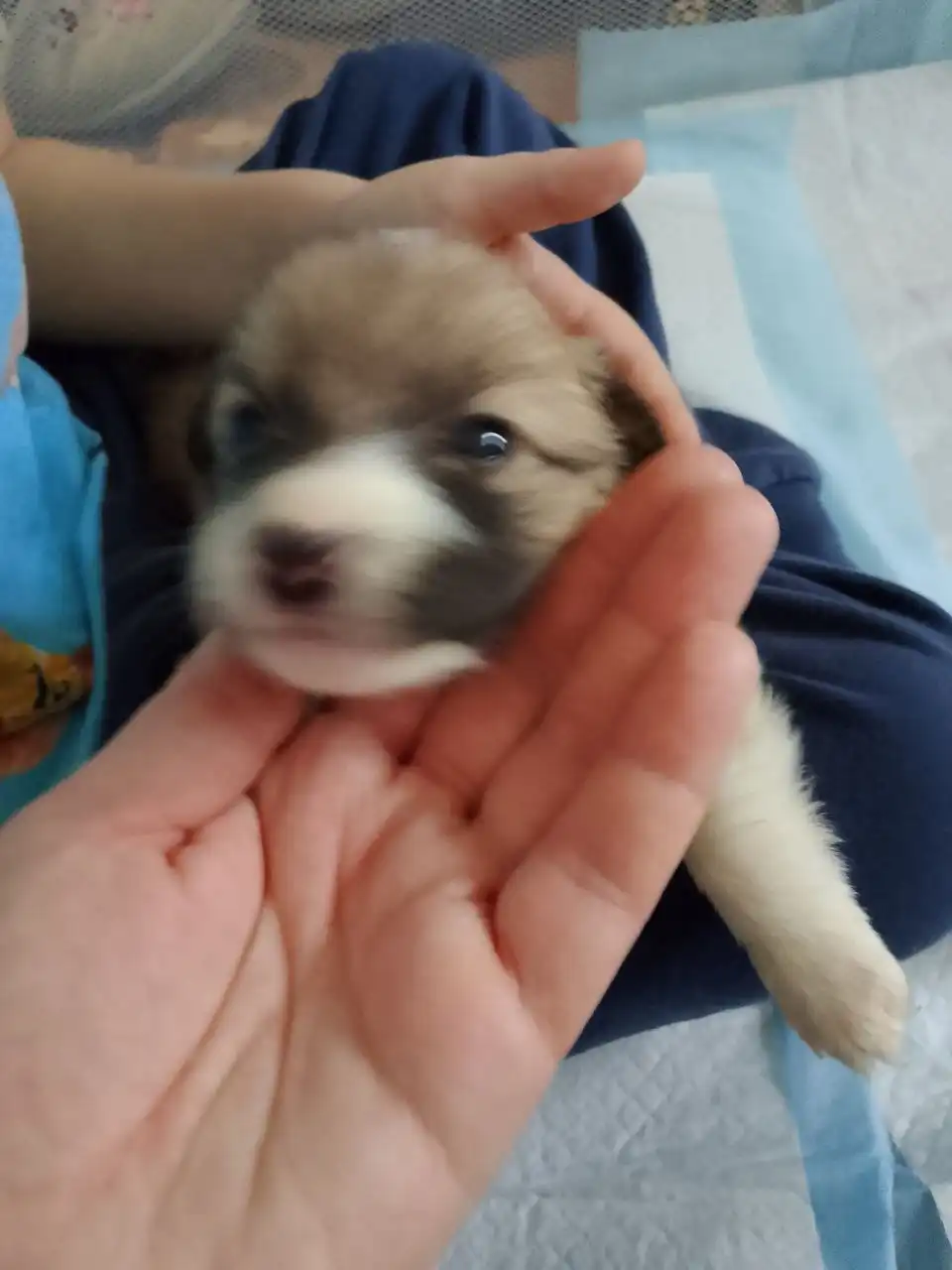 Щенята ищут хозяина