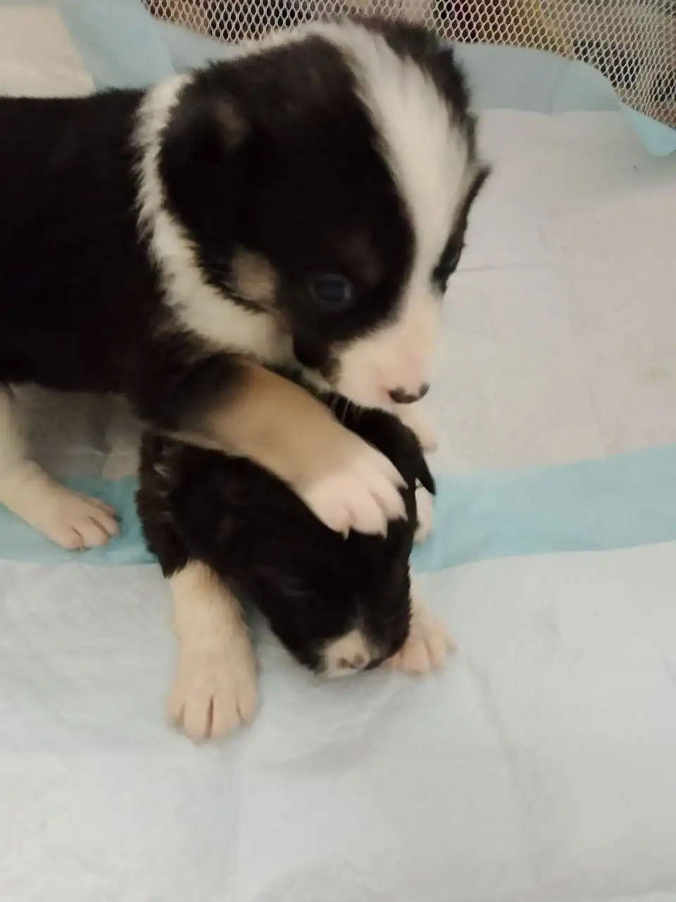 Щенята ищут хозяина