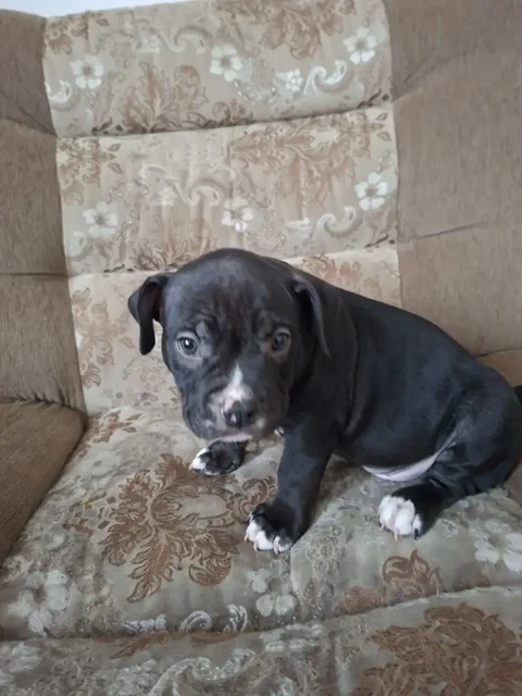 Продажа собаки породы Амбулли - частное объявление в Белгород