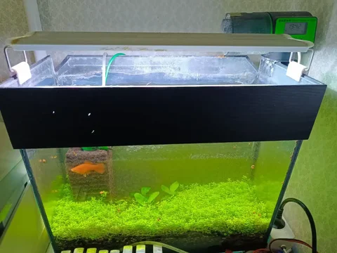 Аквариум с оборудованием и обитателями - частное объявление в Белгород