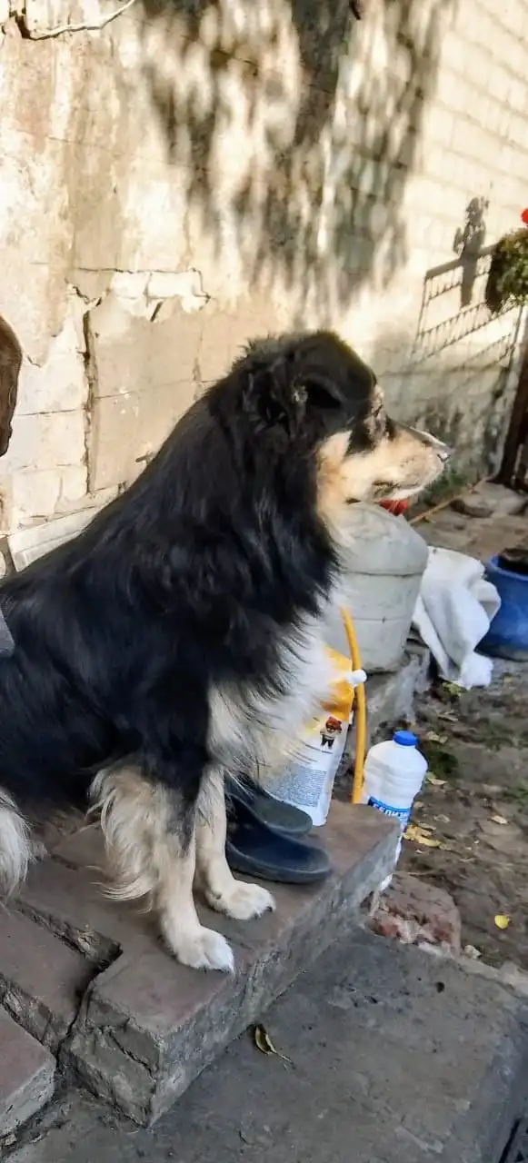 Пропал пес Джекки в Белгороде - Мясо в Белгород