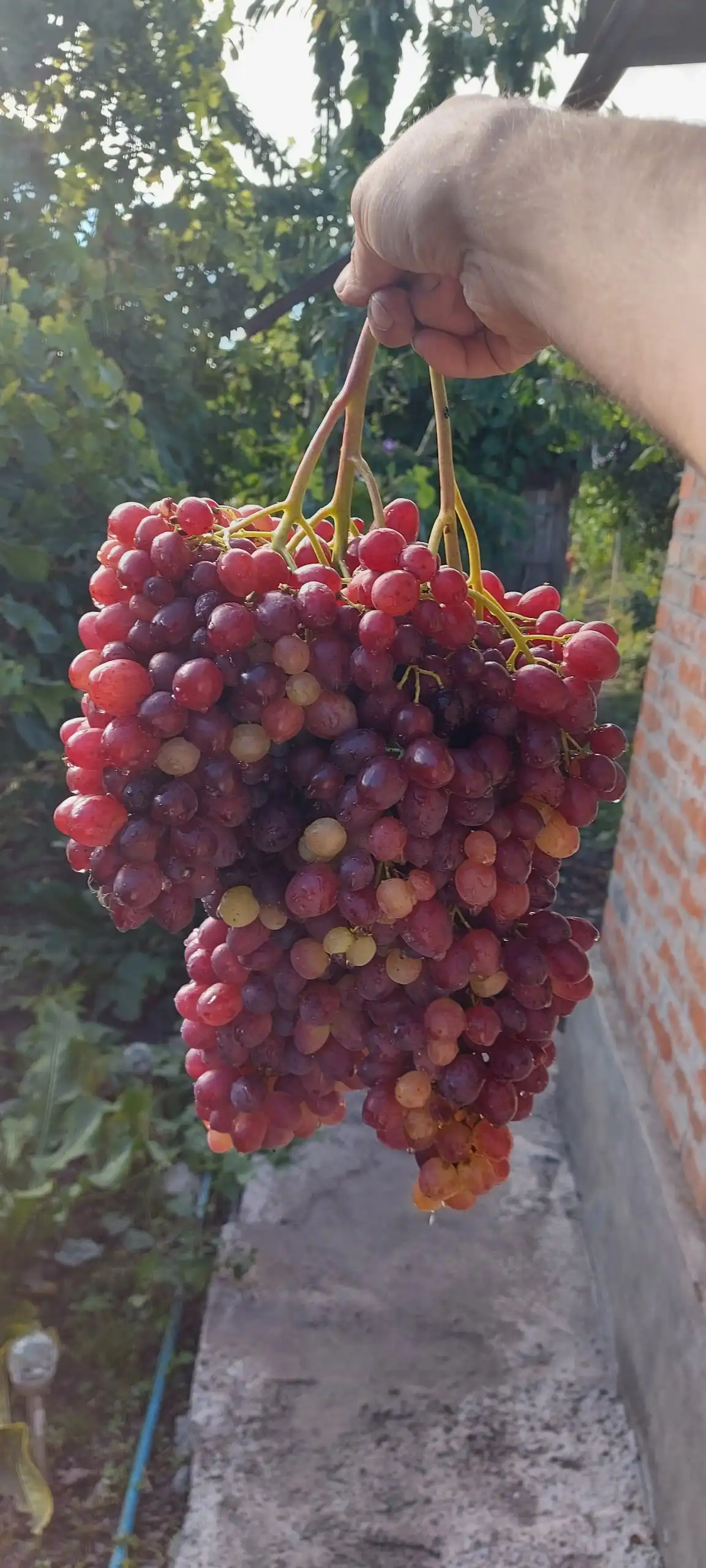 Продажа черенков винограда различных сортов - Садоводство (Хобби и отдых) в Белгород