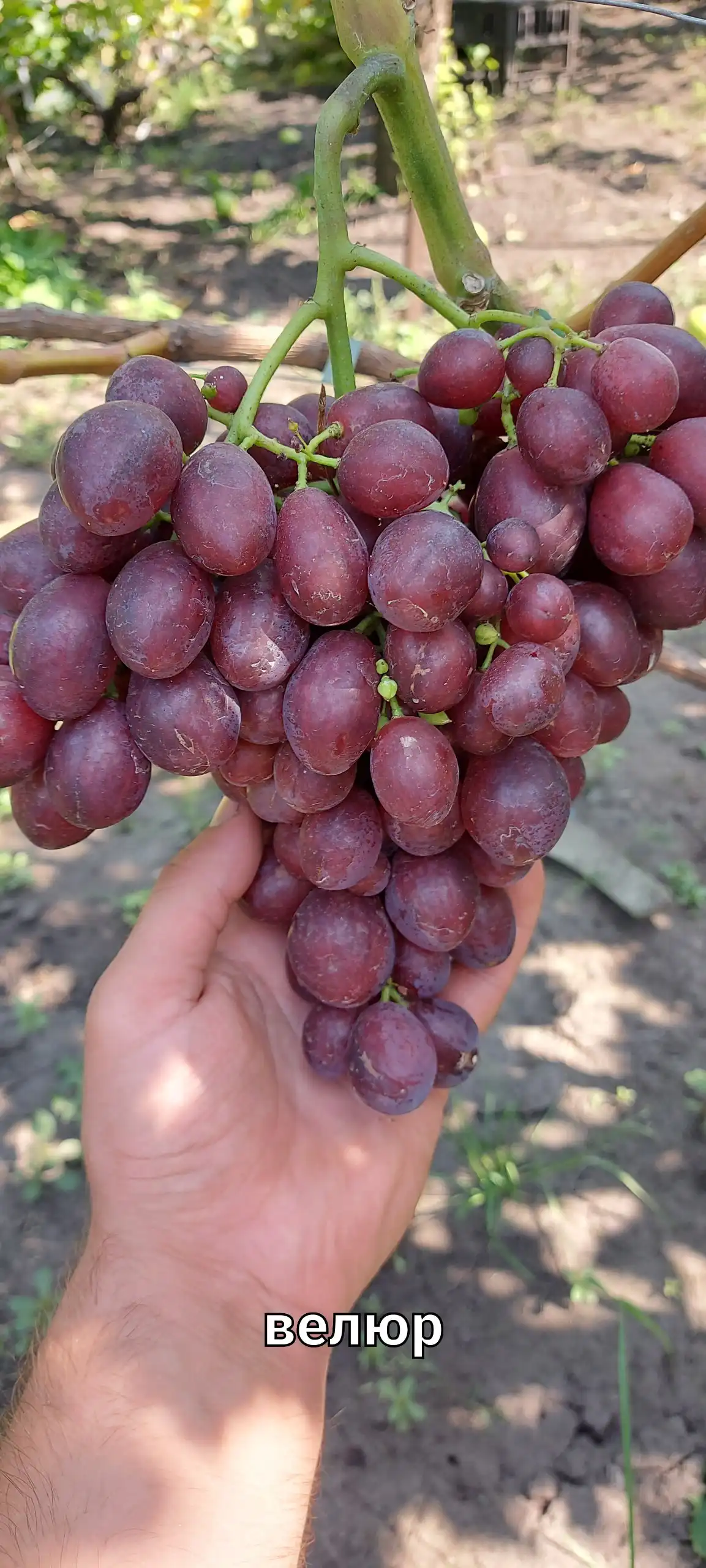 Продажа черенков винограда различных сортов - Садоводство (Хобби и отдых) в Белгород