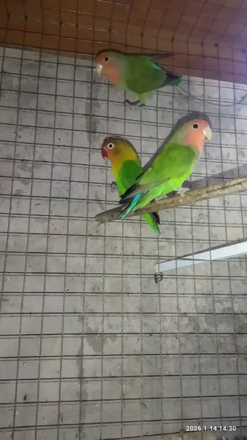 Продажа попугайчиков домашнего разведения - Мясо в Белгород