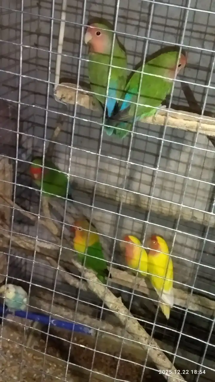 Продажа попугайчиков домашнего разведения - Птицы (Животные) в Белгород