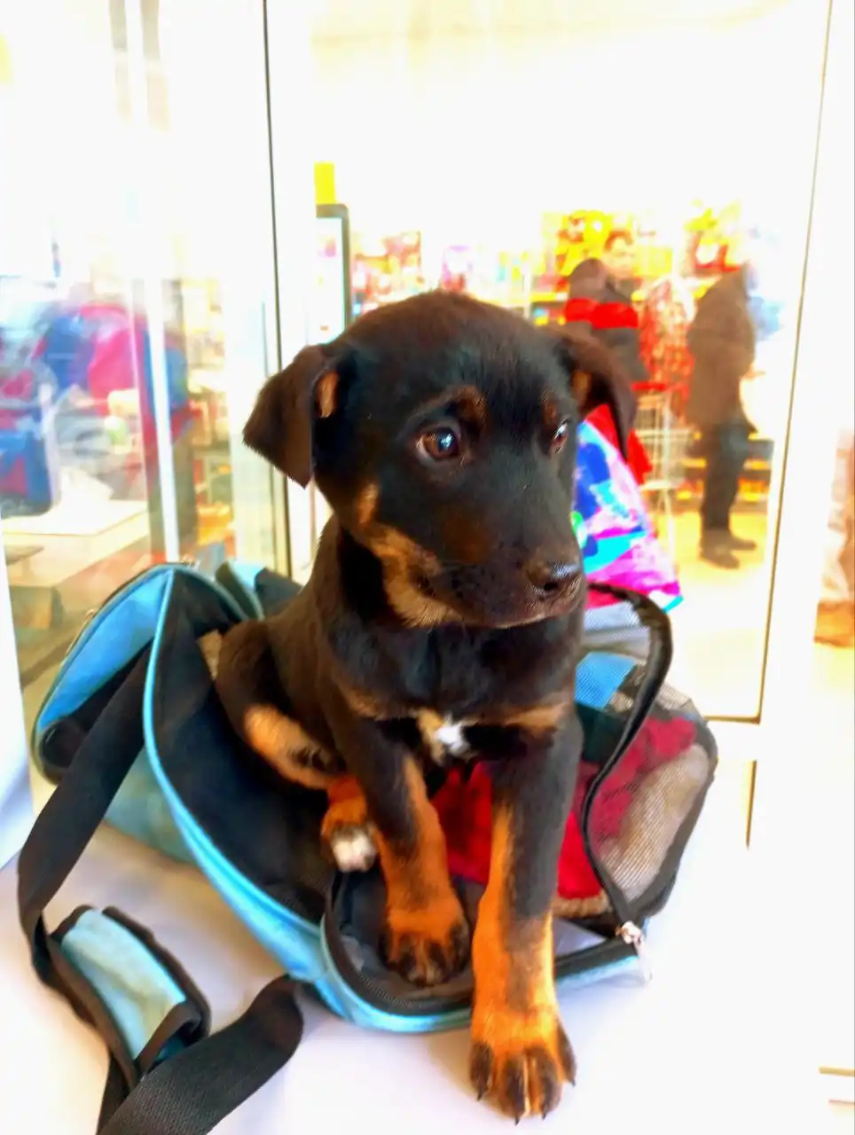 Мальчик 3 месяца в добрые руки - Собаки (Животные) в Белгород