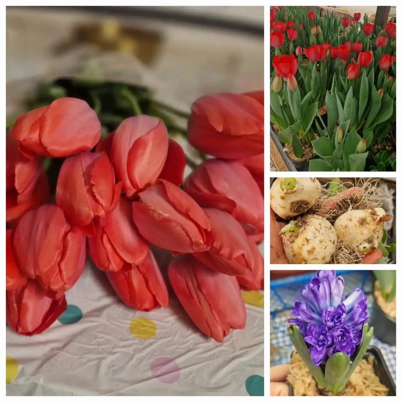 Тюльпаны и гиацинты срезка и в горшках - Растения (Хобби и отдых) в Стрелецкое