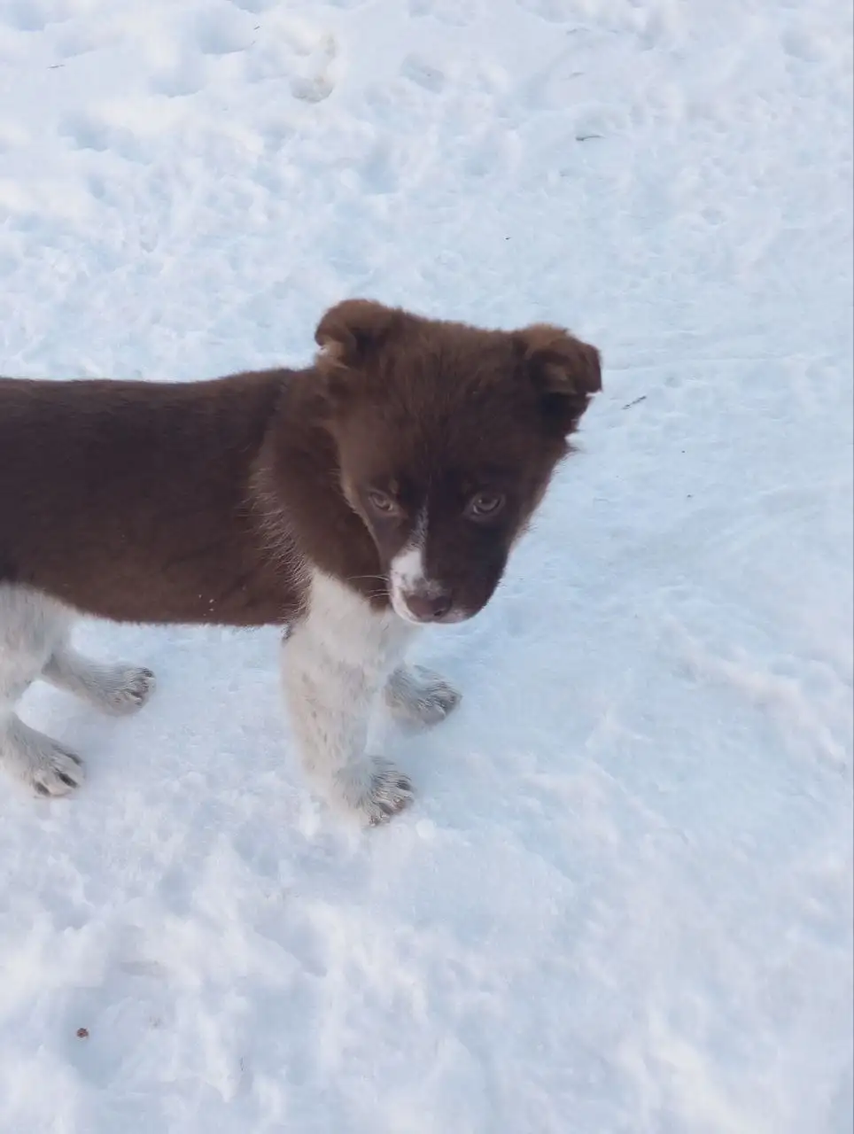 Котята в добрые руки - Кошки (Животные) в Белгород