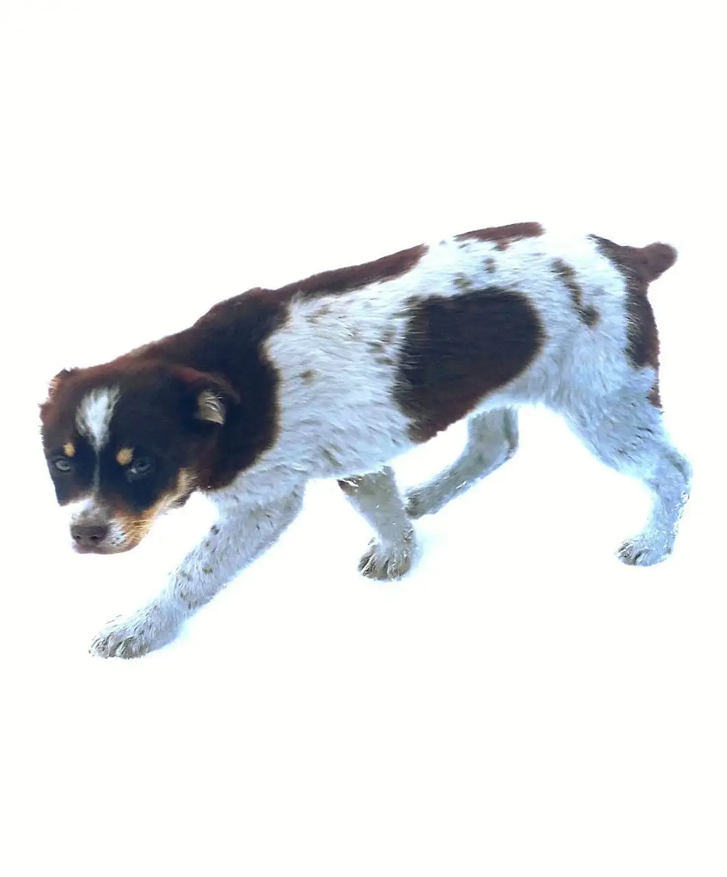 Котята в добрые руки - Кошки (Животные) в Белгород