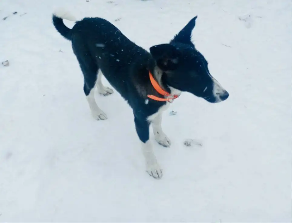 Щенок девочка 5 месяцев в добрые руки - Собаки (Животные) в Белгород