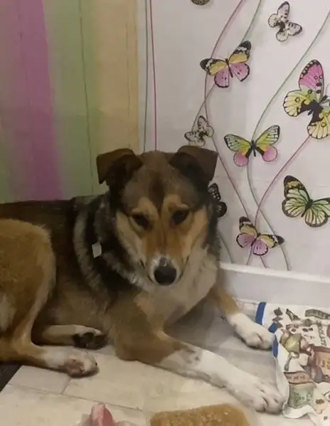 Девочка Виктория ищет семью - Животные в Белгород