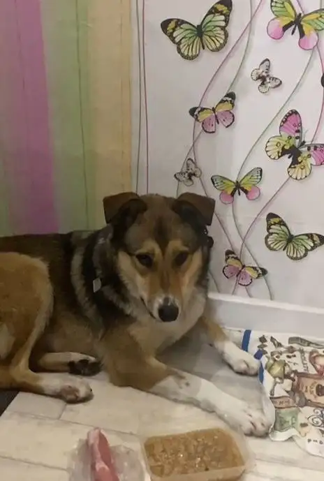 Девочка Виктория ищет семью - Животные в Белгород