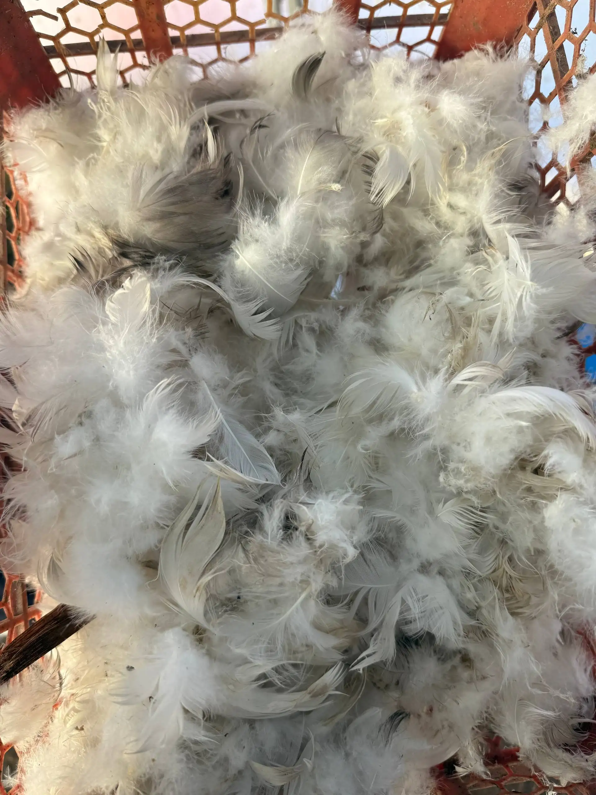 Продажа гусиного и утиного пуха - Текстиль и ткани (Барахолка) в Строитель