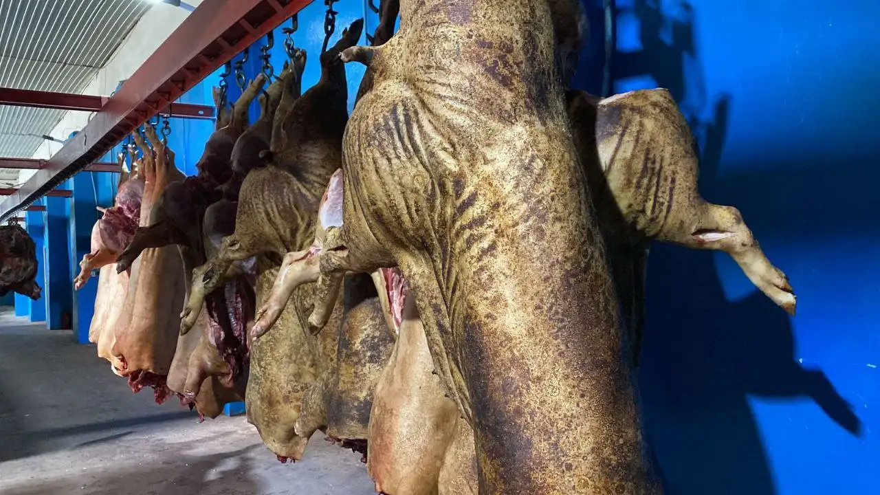 Фермерское мясо свинины, баранины, говядины, курицы - Мясо (Барахолка) в Белгород