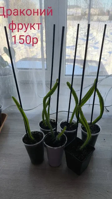 Продам б/у Apple MacBook Pro 13 M1 2020 - Компьютерные аксессуары в Белгород