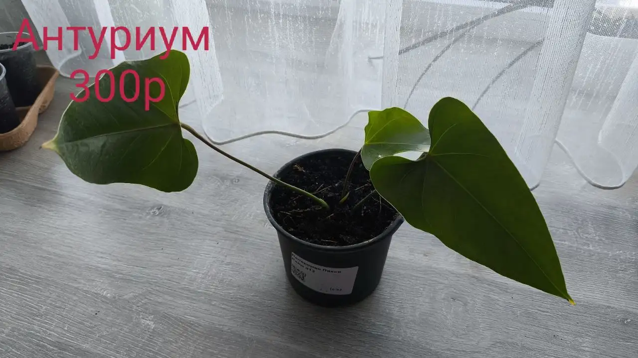 Продам б/у Apple MacBook Pro 13 M1 2020 - Ноутбуки (Электроника) в Белгород