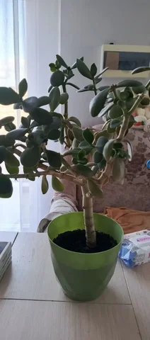 Продам толстянку - Крупный рогатый скот в Белгород