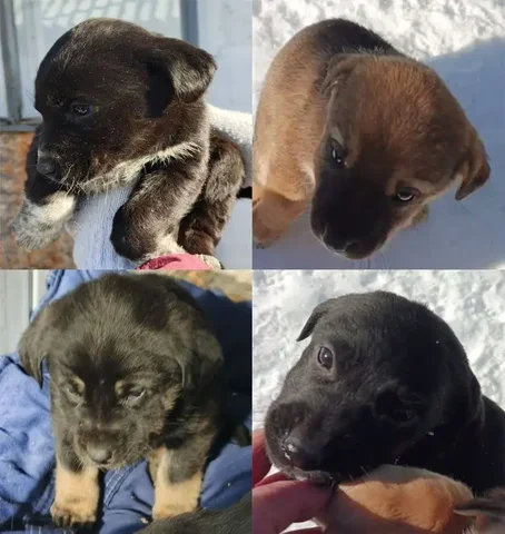 Ищут дом 4 милые кошечки 1 месяц - частное объявление в Стрелецкое