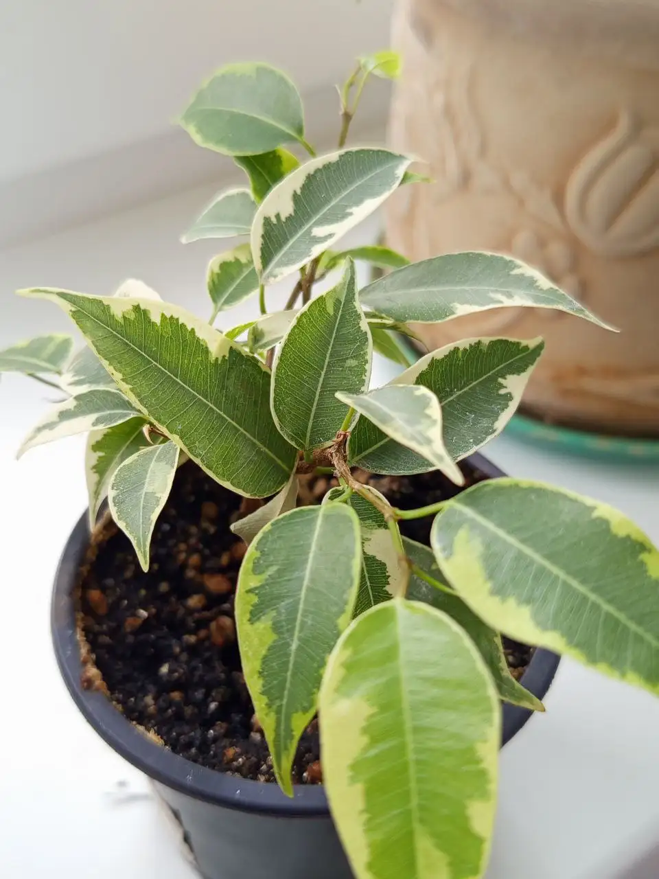 Фикус пестролистный - Растения (Хобби и отдых) в Белгород