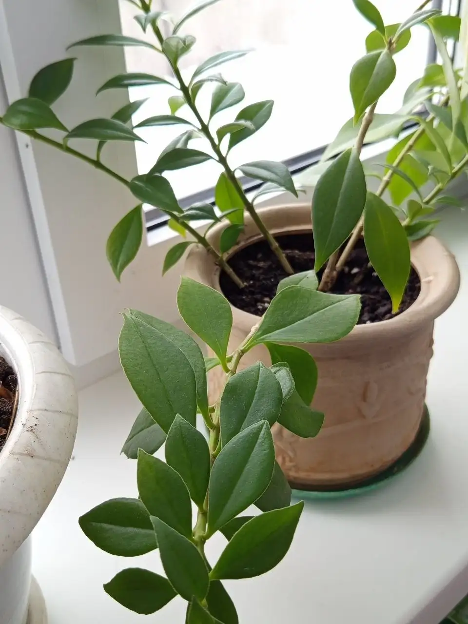 Эсхинантус жар птица - Комнатные растения (Хобби и отдых) в Белгород