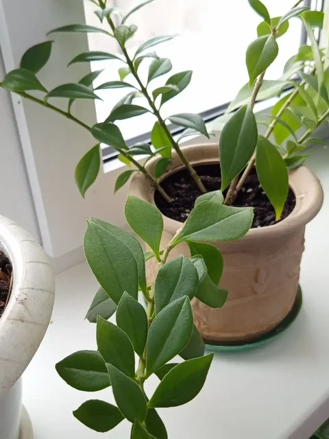 Эсхинантус жар птица - Музыкальные инструменты в Белгород