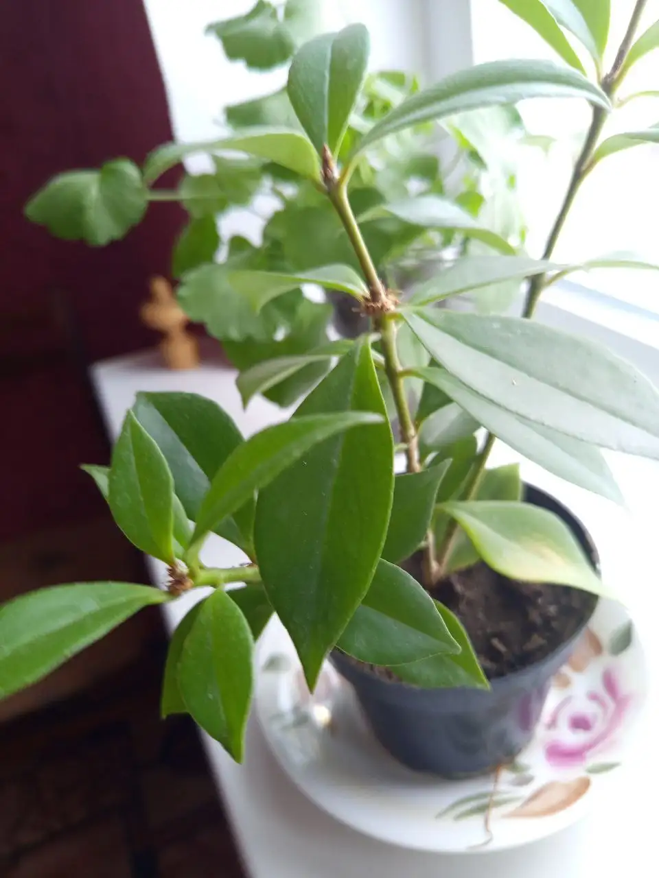 Эсхинантус жар птица - Комнатные растения (Хобби и отдых) в Белгород