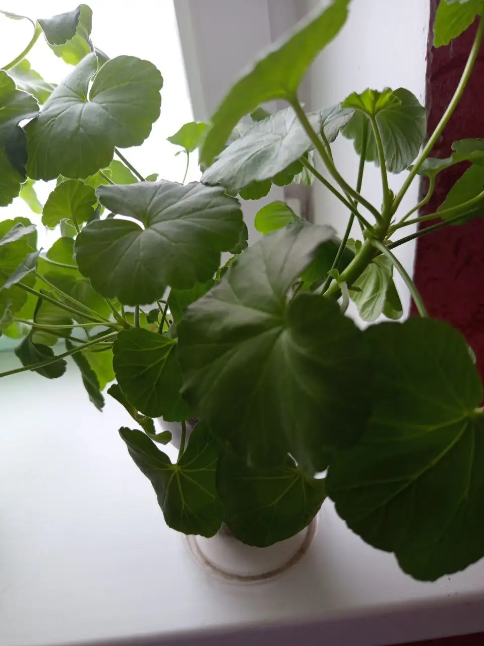 Пеларгония - Растения (Барахолка) в Белгород