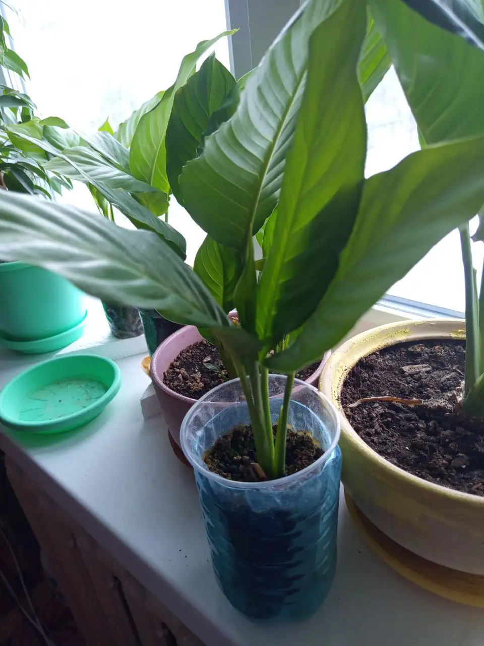 Спатифиллум - женское счастье - Растения (Хобби и отдых) в Белгород