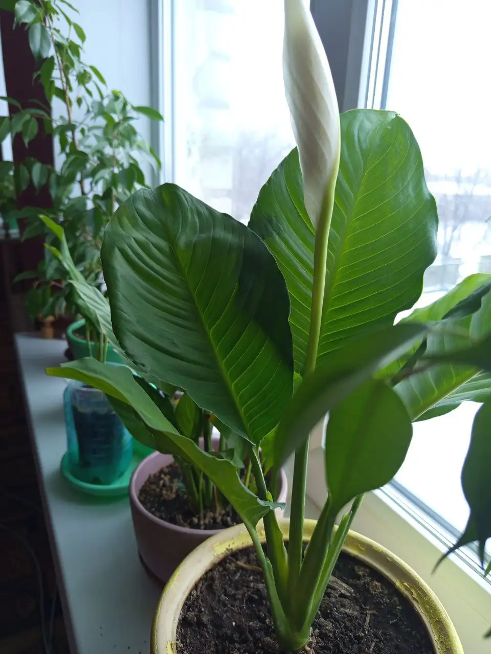 Спатифиллум - женское счастье - Растения (Хобби и отдых) в Белгород