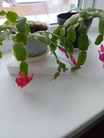 Продажа растения Декабрист - Музыкальные инструменты в Белгород