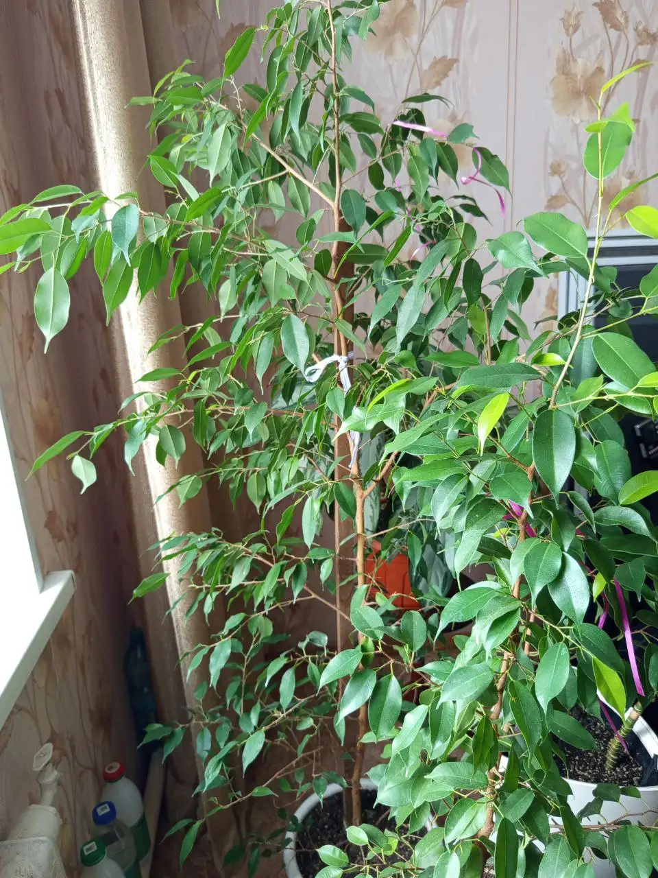 Продается фикус Бенджамина высотой 2 метра - Комнатные растения (Хобби и отдых) в Белгород