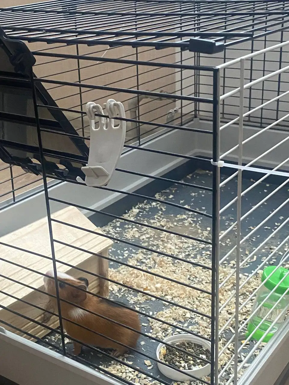 Морская свинка в добрые руки - Морские свинки (Животные) в Белгород