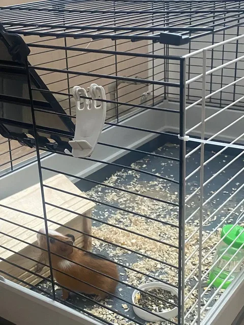 Морская свинка в добрые руки - Крупный рогатый скот в Белгород