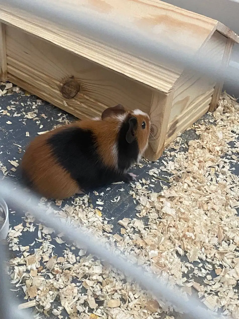 Морская свинка в добрые руки - Морские свинки (Животные) в Белгород