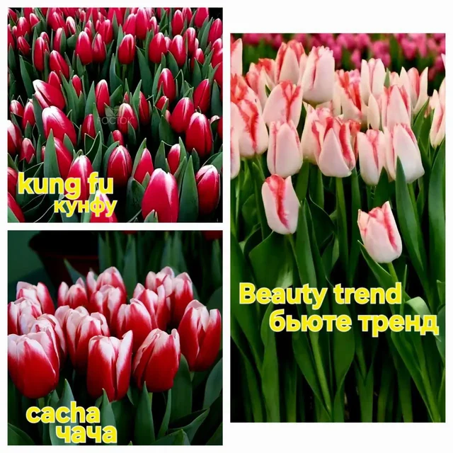 Тюльпаны и мимоза оптом и в розницу - Музыкальные инструменты в Белгород