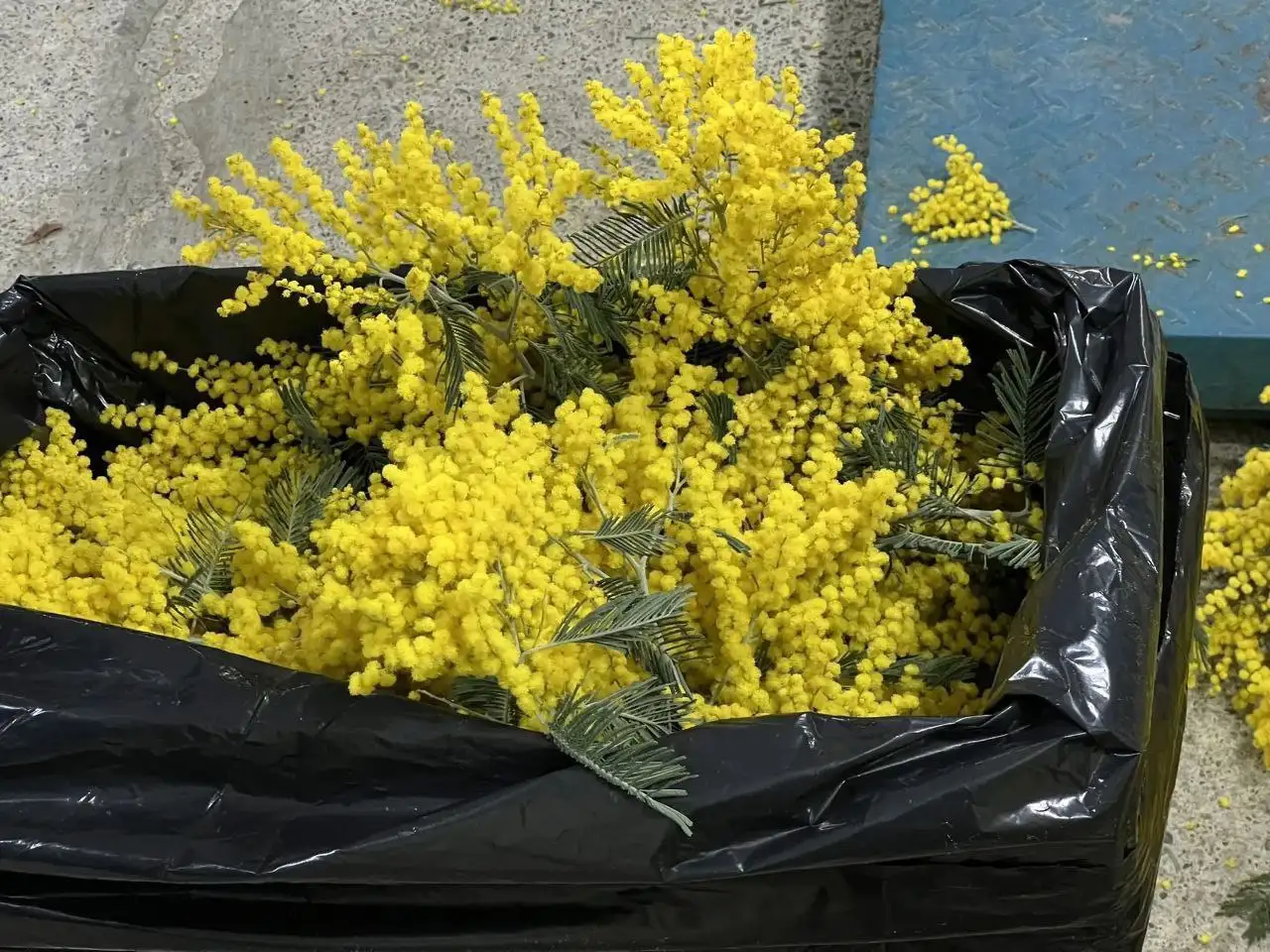 Тюльпаны и мимоза оптом и в розницу - Цветы (Хобби и отдых) в Белгород