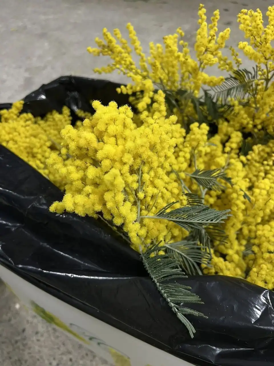 Тюльпаны и мимоза оптом и в розницу - Цветы (Хобби и отдых) в Белгород