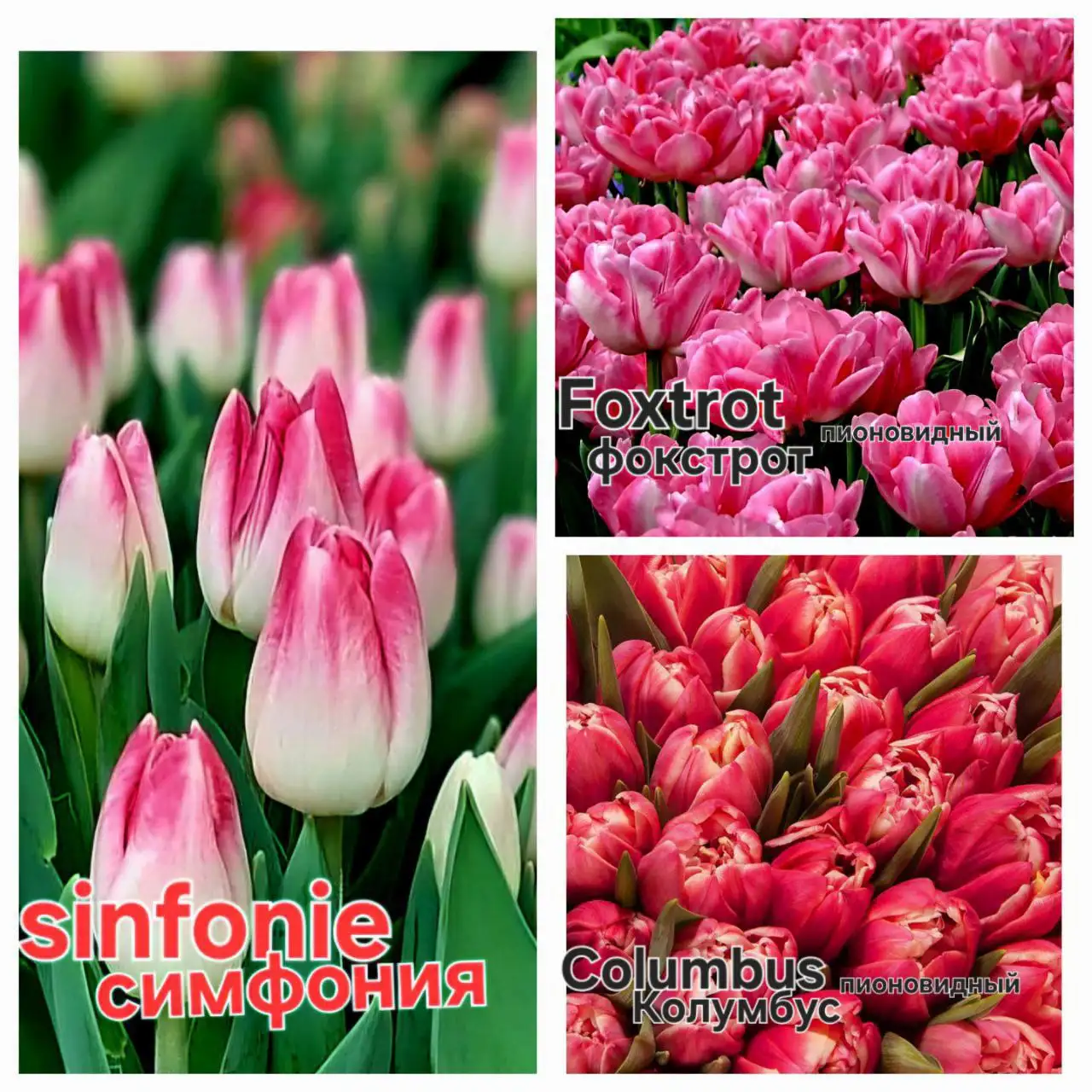 Тюльпаны и мимоза оптом и в розницу - Цветы (Хобби и отдых) в Белгород