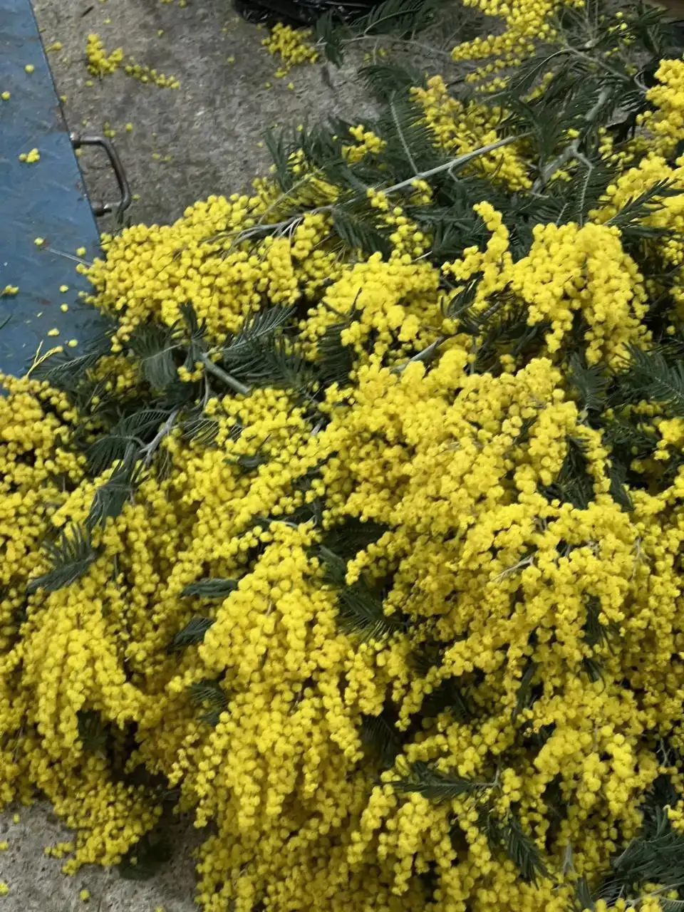 Тюльпаны и мимоза оптом и в розницу - Цветы (Хобби и отдых) в Белгород