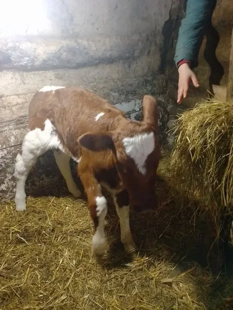 Продажа телочки от высокоудойной коровы - Крупный рогатый скот в Белгород