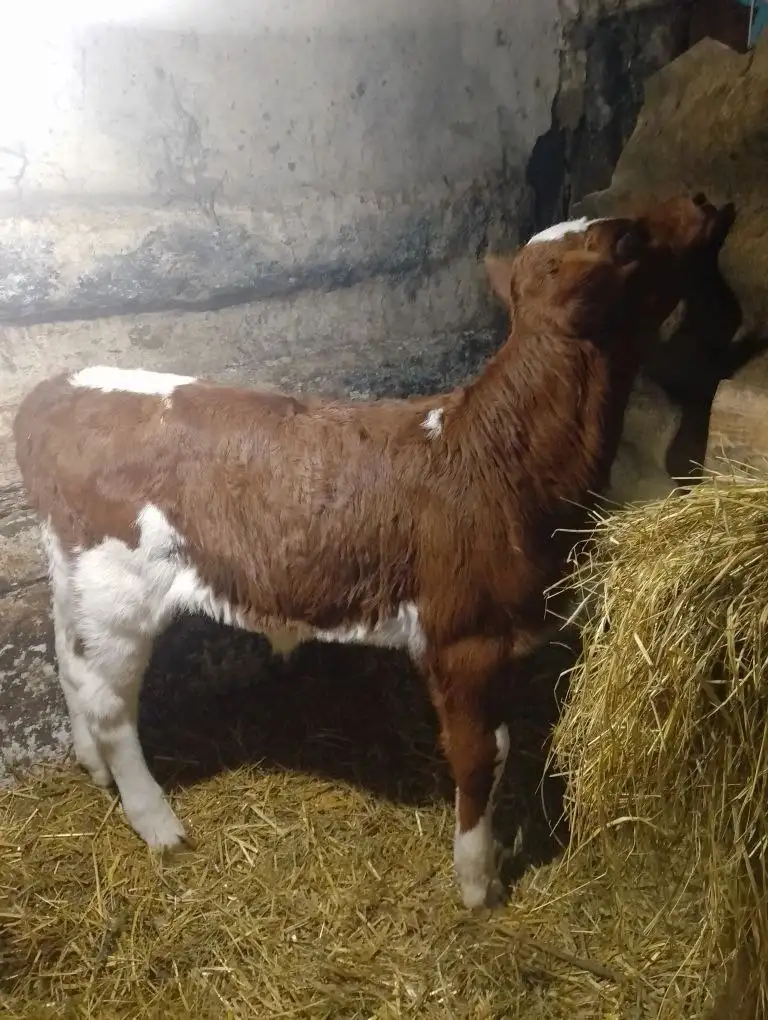 Продажа телочки от высокоудойной коровы - Крупный рогатый скот (Животные) в Белгород