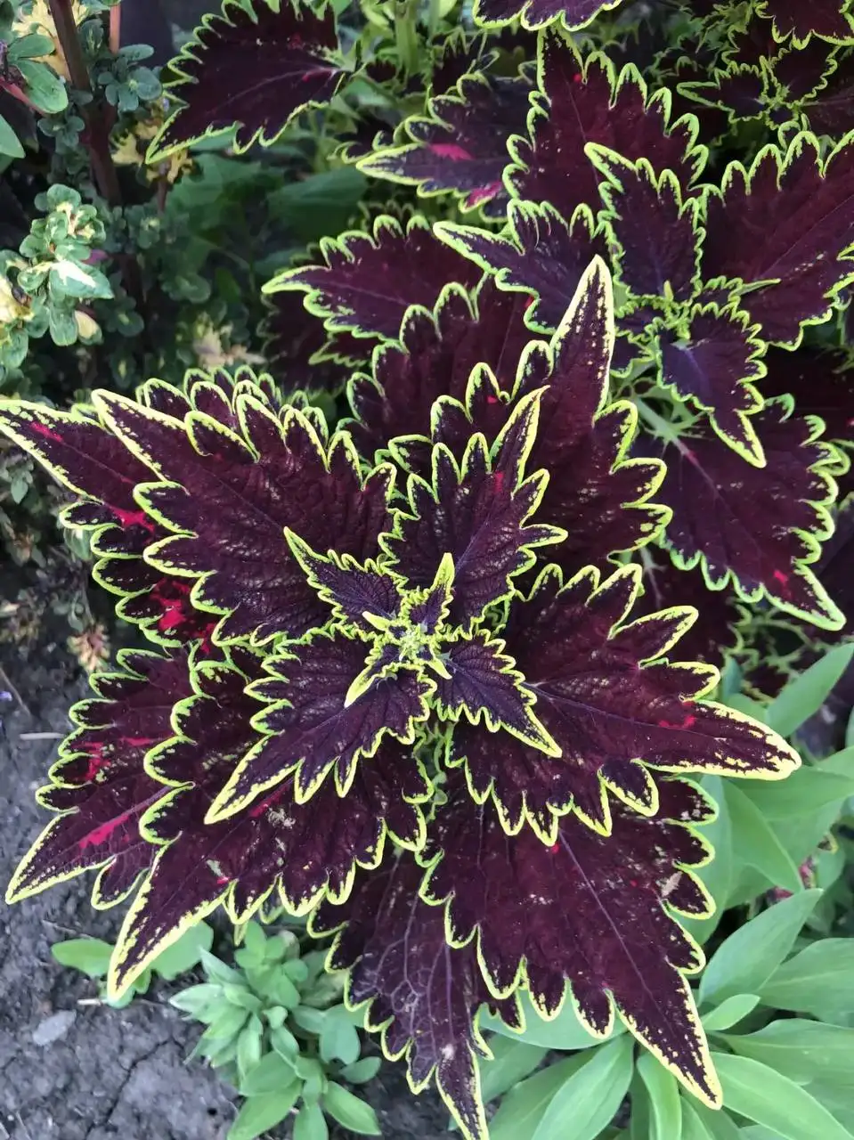 Укорененные черенки колеусов - Растения (Хобби и отдых) в Таврово