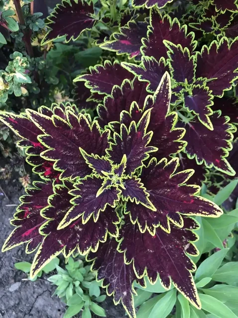 Укорененные черенки колеусов - частное объявление в Таврово